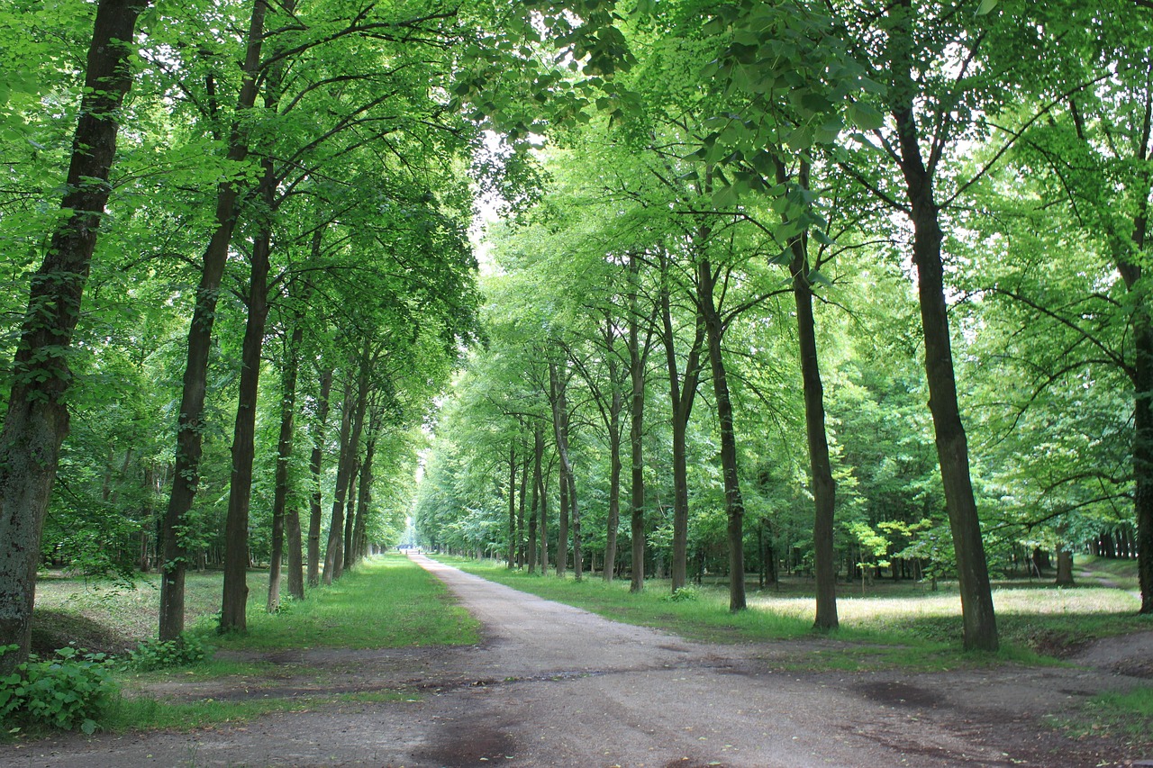 tall, straight, trail, scenery, walk, abstract, tree, road, nature, leaf, forest road, forest, park, garden, versailles palace, versailles, versailles garden, forest bathing, beautiful, france, paris, landscape, travel, backpacking, tourist destination, green, outdoor, purity, healing, break, noel online gift shop, grass, europe, palace, architecture, colorful, legacy, historical, history, rui 14 years old, the sun king, mary faith and i, chateau de versailles, palace of versailles, walks, allee royale, royal way, marie antoinette, jardin, historic interest, historic, heritage, pure, plant, clean, legacy, legacy, legacy, legacy, legacy