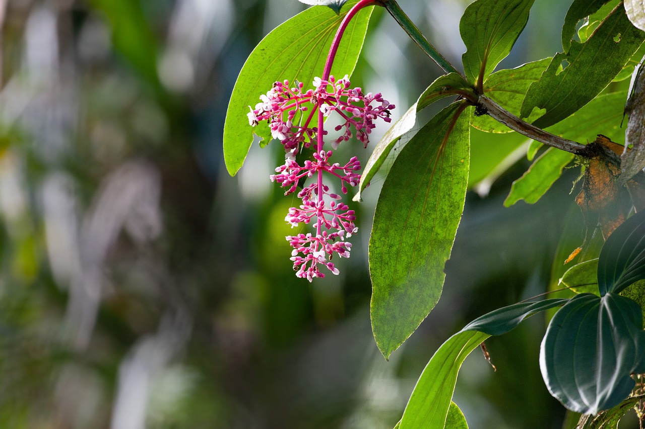 tropical plants, medinilla speciosa, rainforest, harry the salak mountain national park, java island, indonesia, rainforest, rainforest, rainforest, rainforest, rainforest