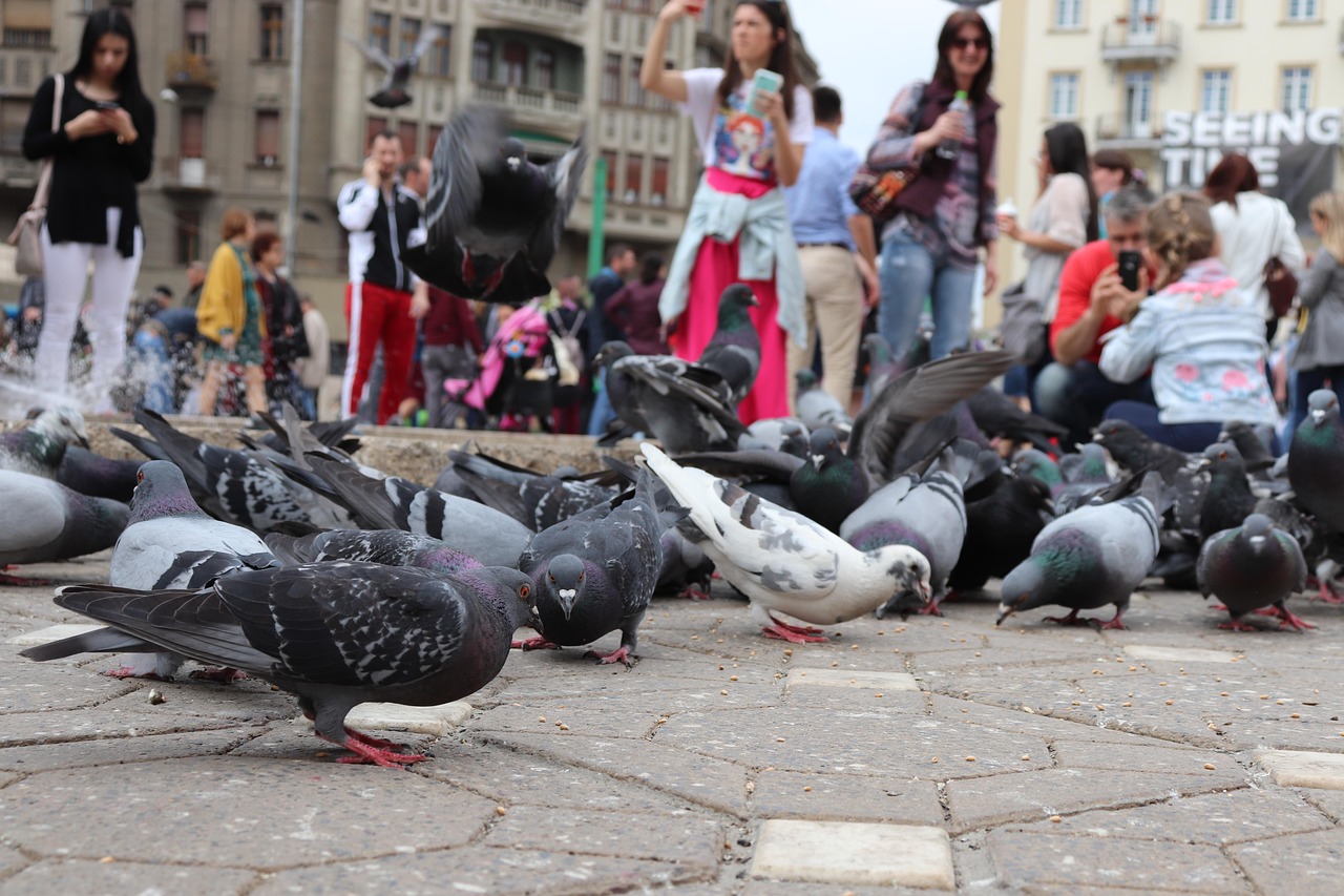 pigeons, public square, victoriei public square, timisoara, public square, timisoara, timisoara, timisoara, timisoara, timisoara