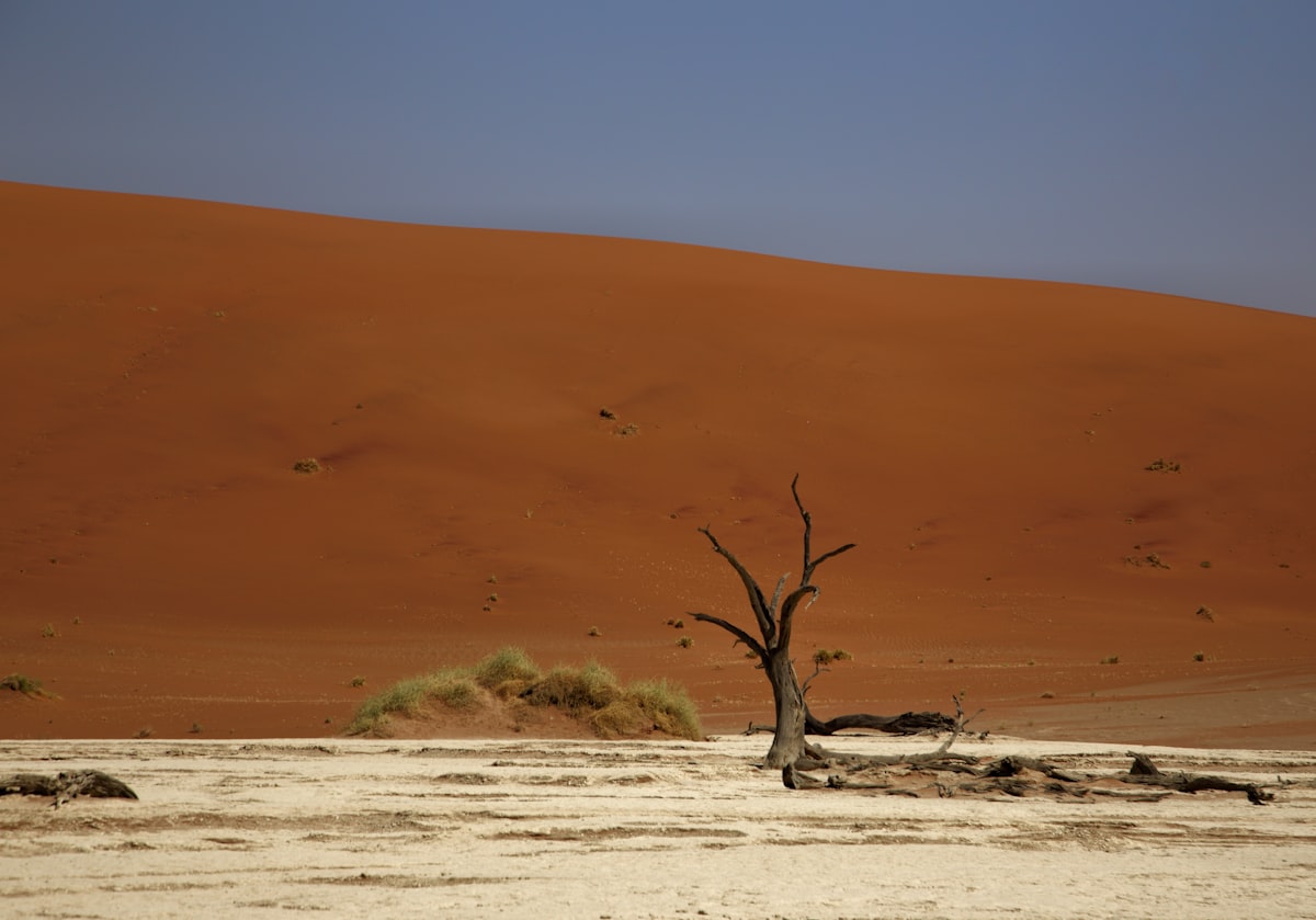 a tree in a desert