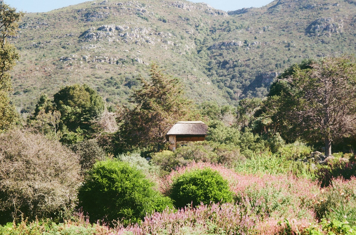A hut in the middle of a forest with mountains in the background