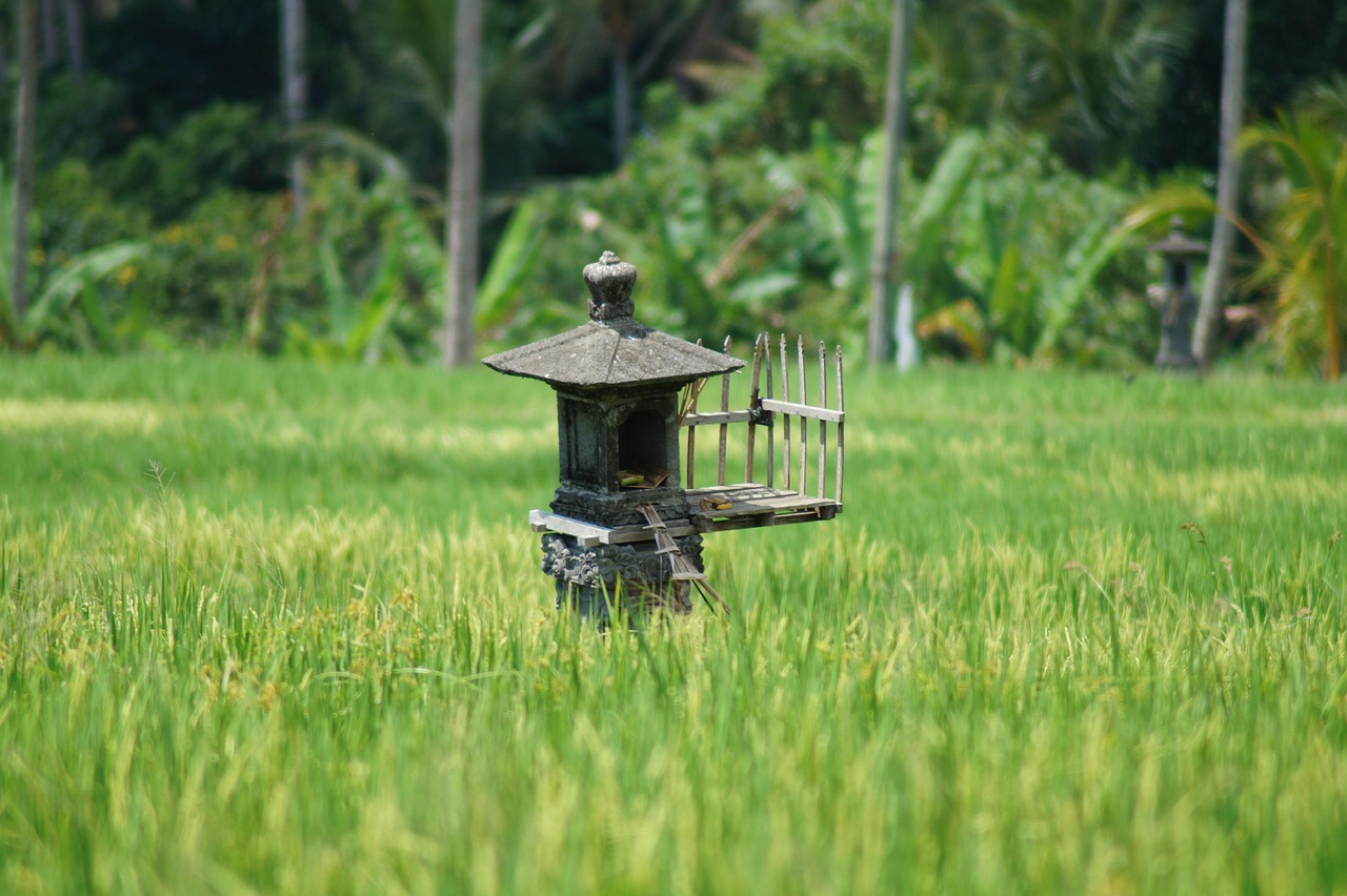 rice, paddy, bali, green, agriculture, rice fields, terrace, asia, indonesia