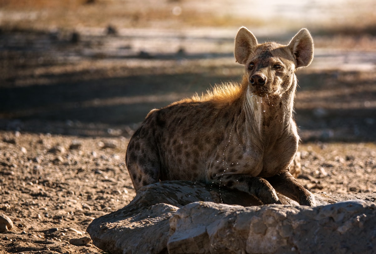 A hyena sitting on top of a rock