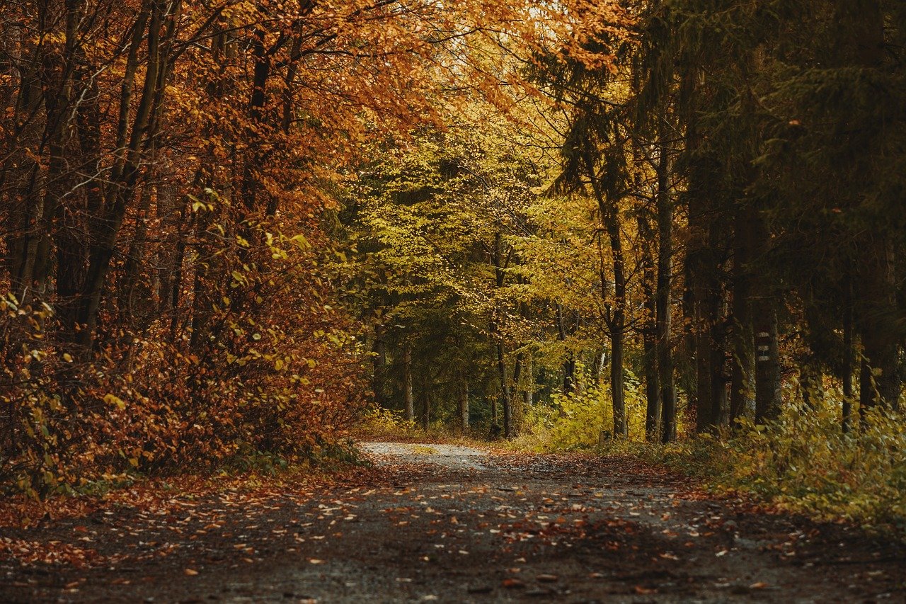 trees, path, autumn, colorful, fall, forest, hike, nature, orange, outside, walk, warm
