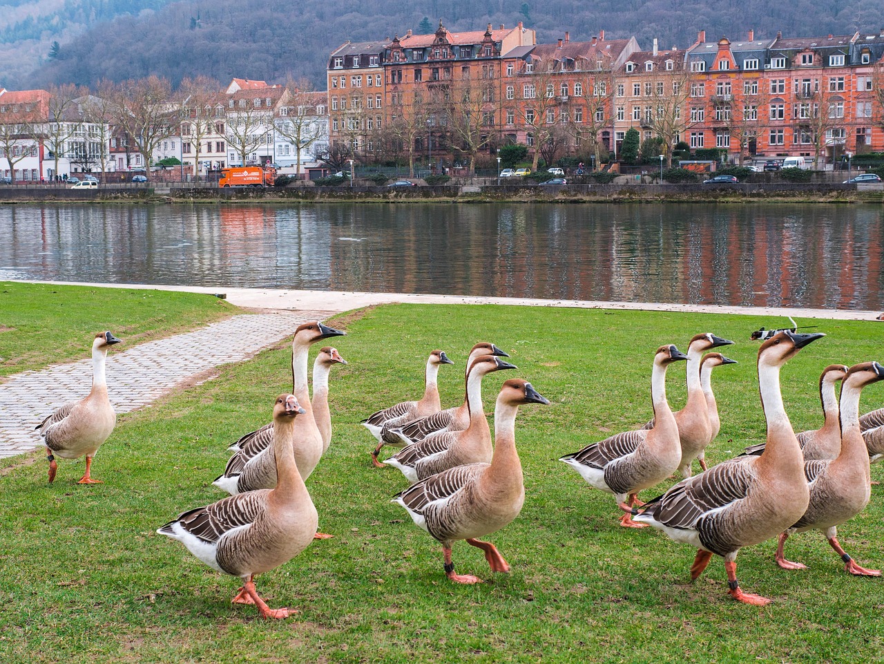 heidelberg, geese, flow, neckar, heidelberg, heidelberg, heidelberg, heidelberg, heidelberg