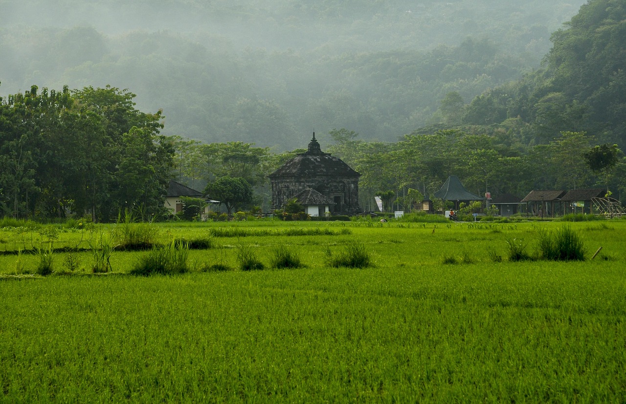 landscape nature, banyunibo temple temple heritage, temple history rice, misty morning, green field prambanan