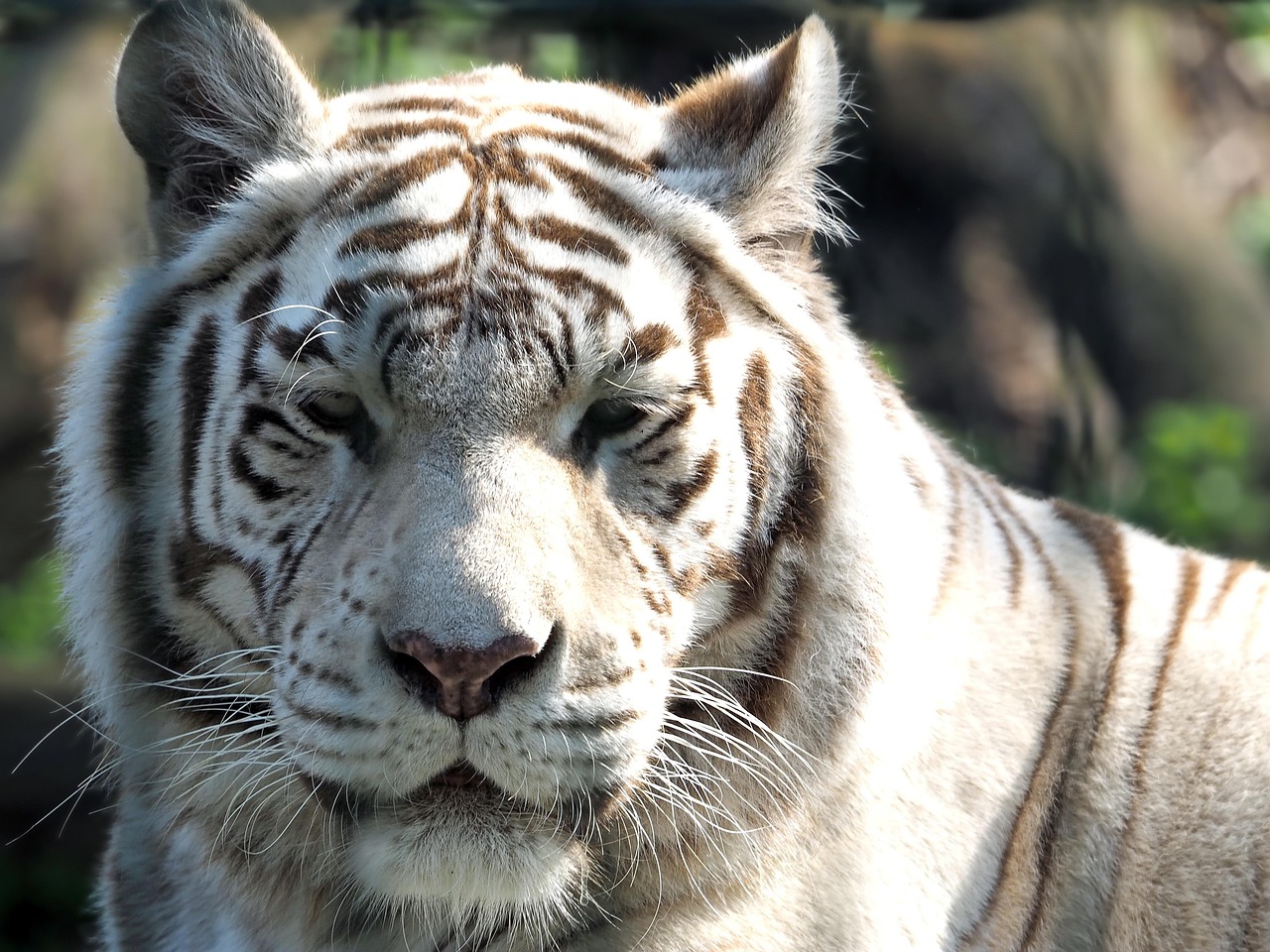 tiger, white tiger, big cat, predator, white, wildcat, bengal tiger, white bengal tiger, noble, royal tiger, zoo, white tiger, white tiger, white tiger, white tiger, white tiger