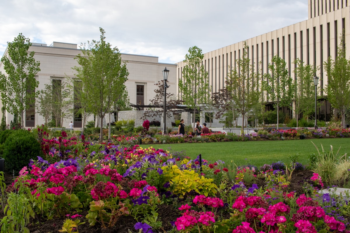 A bunch of flowers that are in the grass