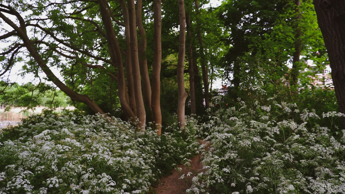 a group of trees and bushes