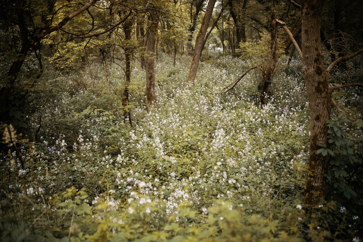 a group of trees with white flowers