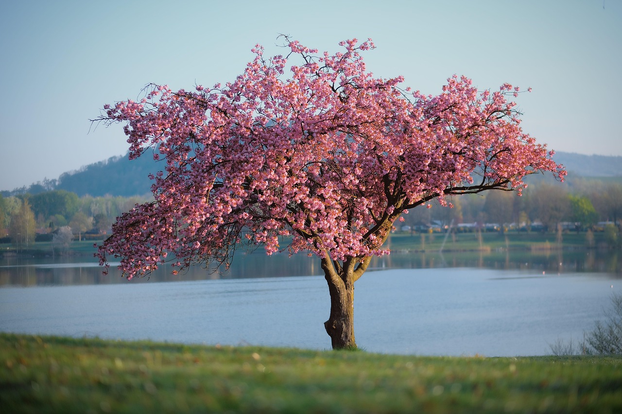 nature, landscape, tree, lake, blossom, pink, spring, splendid colors, tree, tree, tree, spring, spring, spring, spring, spring