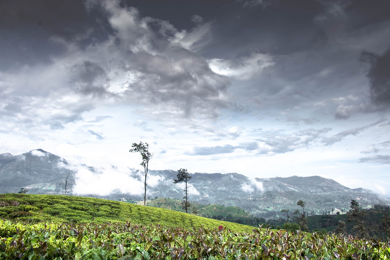 tree, alone, tea estate, tea plantation, lonely, sky, landscape, scenery, loneliness, mood, plucker's hut, clouds, dream, tea, leaves, nature, atmosphere, road, kirinda, ella, bandarawela, uduwara, mountains, fog, sri lanka, tea estate, scenery, tea, ella, ella, ella, ella, ella, bandarawela, bandarawela, bandarawela, sri lanka, sri lanka