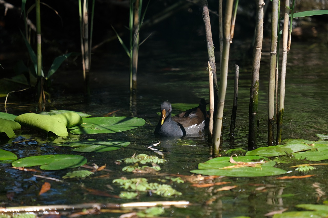 moorhen, bird, swamp, lake, pond, rocks, birdwatching, conservation, danube delta, ecology, mahmudia, natural reserve, nature, water, wetlands, wildlife conservation, wildlife, romania, birdwatching, danube delta, danube delta, danube delta, danube delta, danube delta, romania