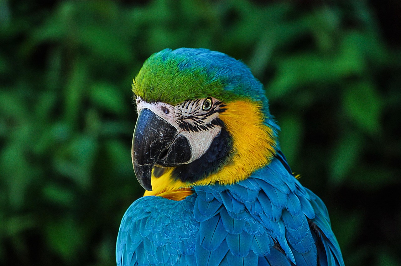 macaw, bird, animal, blue and yellow macaw, parrot, ara, wildlife, portrait, fauna, wilderness, zoo, nature, animal world, macaw, parrot, parrot, parrot, parrot, parrot