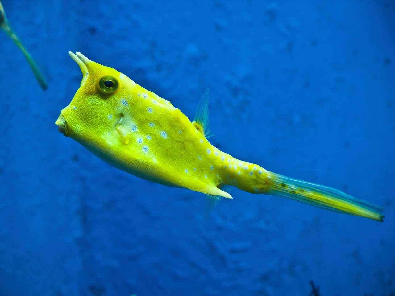 longhorn cowfish, fish, yellow fish, underwater, cowfish, nature, lactoria cornuta, boxfish, ostraciidae, long horns, marine, aquarium, water
