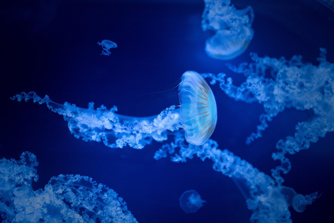 jellyfish, sea, water, aquarium, nature, marine, species
