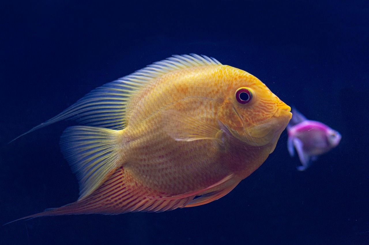 fishes, underwater, yellow fish, blue water, nature, aquarium, red eyed, fish