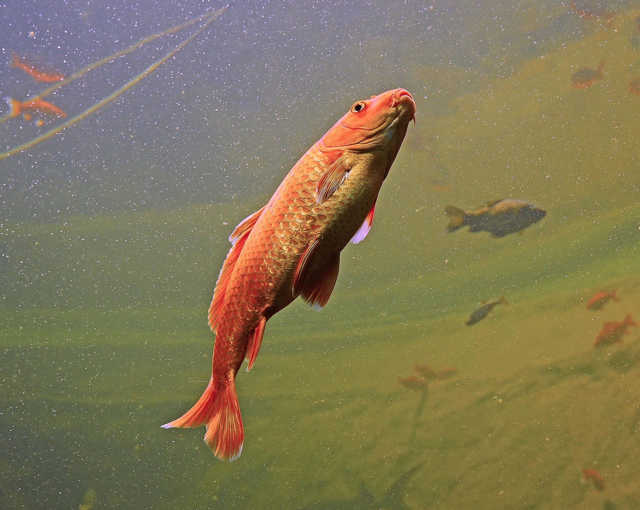aquarium, fish, nature, orange, colorful, swim, underwater world, large aquarium