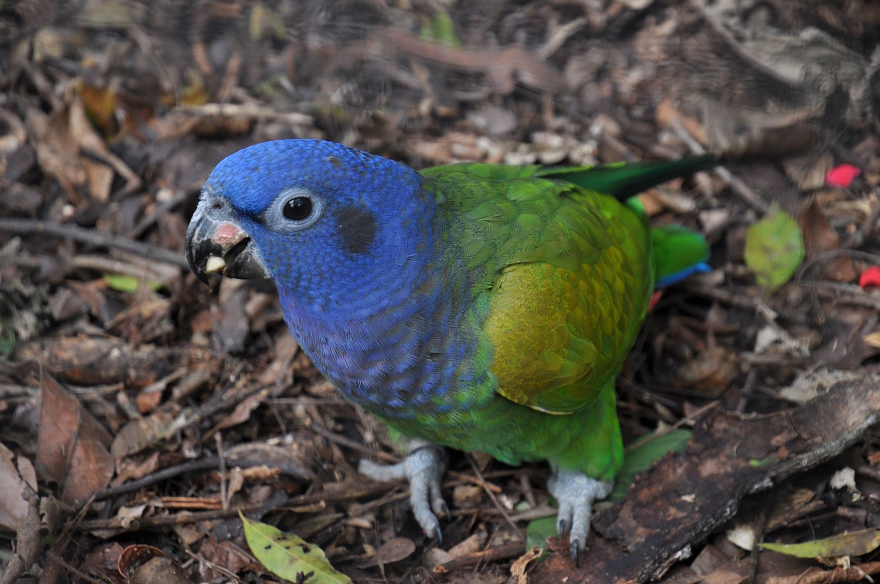parrot, blue, brazil, tropical, bird, colorful, nature, feather, exotic, amazon, rainforest, jungle, plumage, parrot, parrot, parrot, parrot, parrot, brazil, rainforest, rainforest, rainforest, rainforest