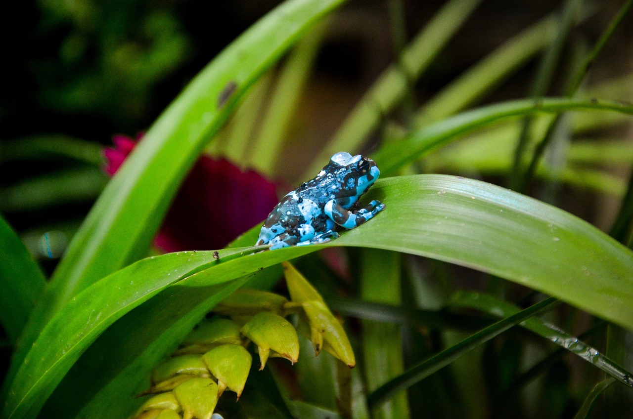 amazon milk frog, frog, amazon rainforest, mission gold-eyed tree frog, amphibian, poisonous, rainforest, south america, amazon rainforest, amazon rainforest, amazon rainforest, amazon rainforest, amazon rainforest