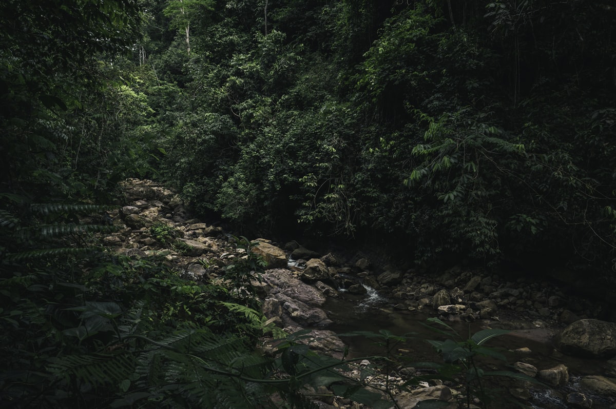 green trees and rocks in the forest