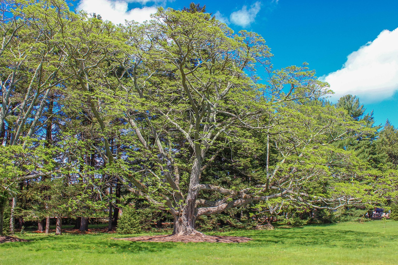 tree, arboretum, nature, landscape, park, garden, spring, green, massachusetts, grass, summer, life, leaves, branches