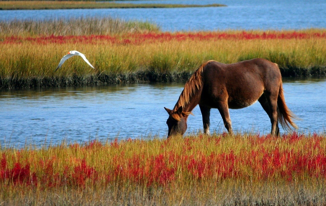 horse, animal, grazing, wild horse, mammal, equine, nature, marsh pony, swamp