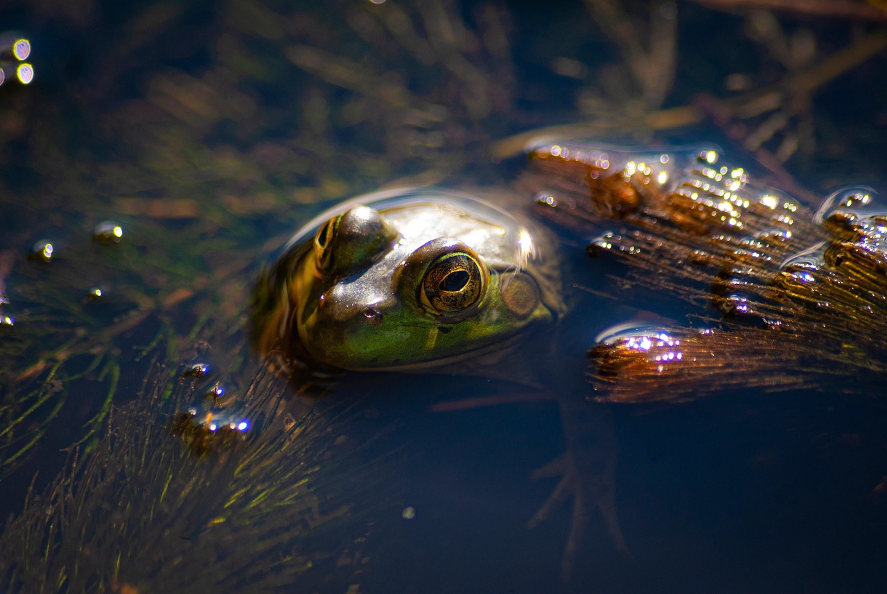 amphibian, frog, animal, wildlife, nature, marsh, wetland, green