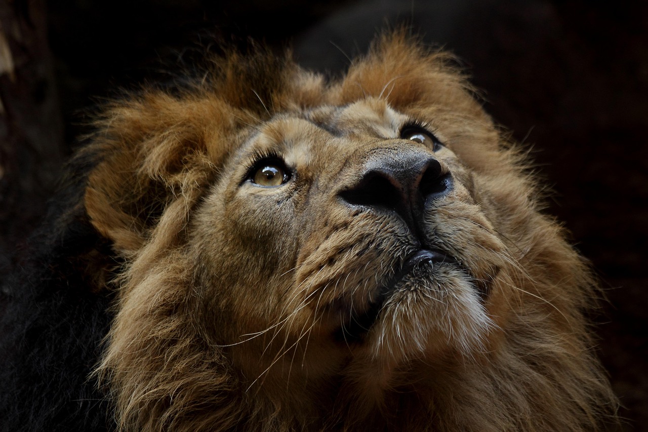 lion, animal, mane, mammal, predator, wildlife, safari, zoo, wildlife photography, wilderness, close up, nature, lion, lion, lion, lion, lion