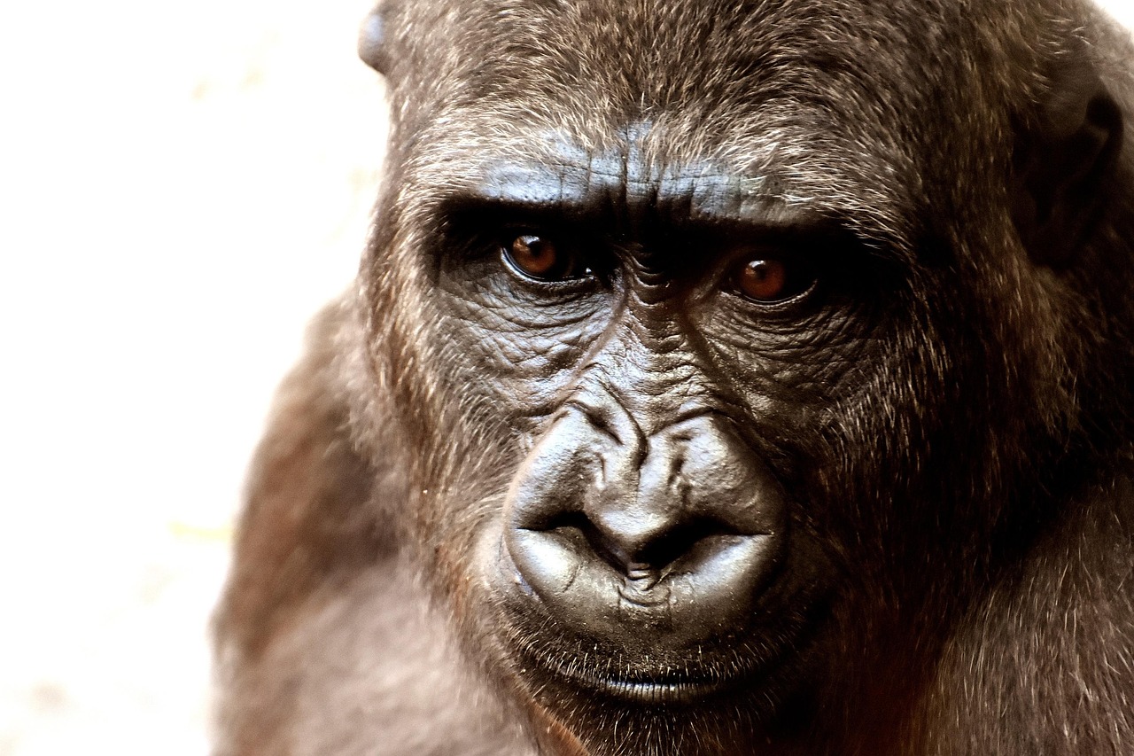 gorilla, monkey, nature, face, head, gorilla face, primate, mammal, wild animal, animal world, portrait, animal, zoo, furry, omnivore, hellabrunn zoo