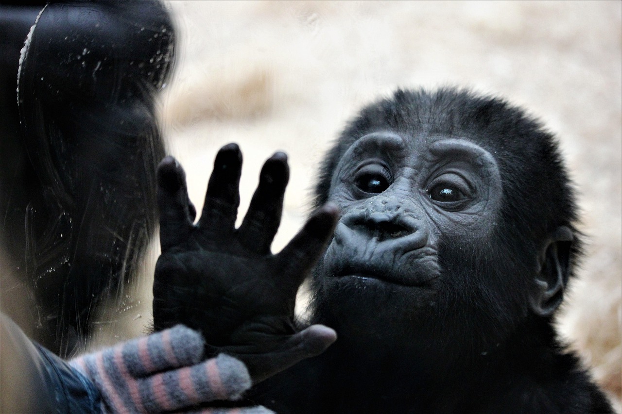 animal, monkey, nature, mammal, primate, species, fauna, zoo, hands, touch
