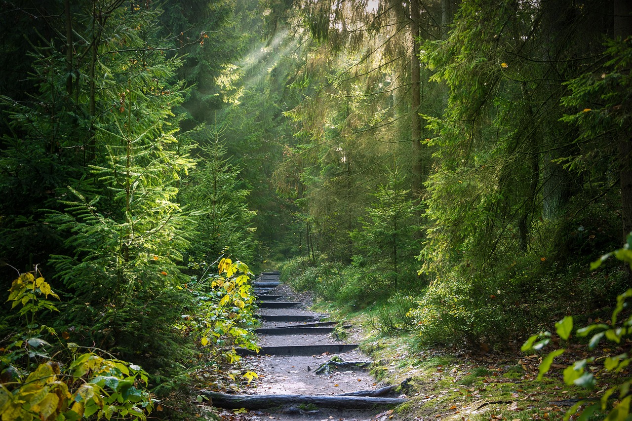 forest, trail, sunbeams, forest path, path, trees, woods, nature, morning