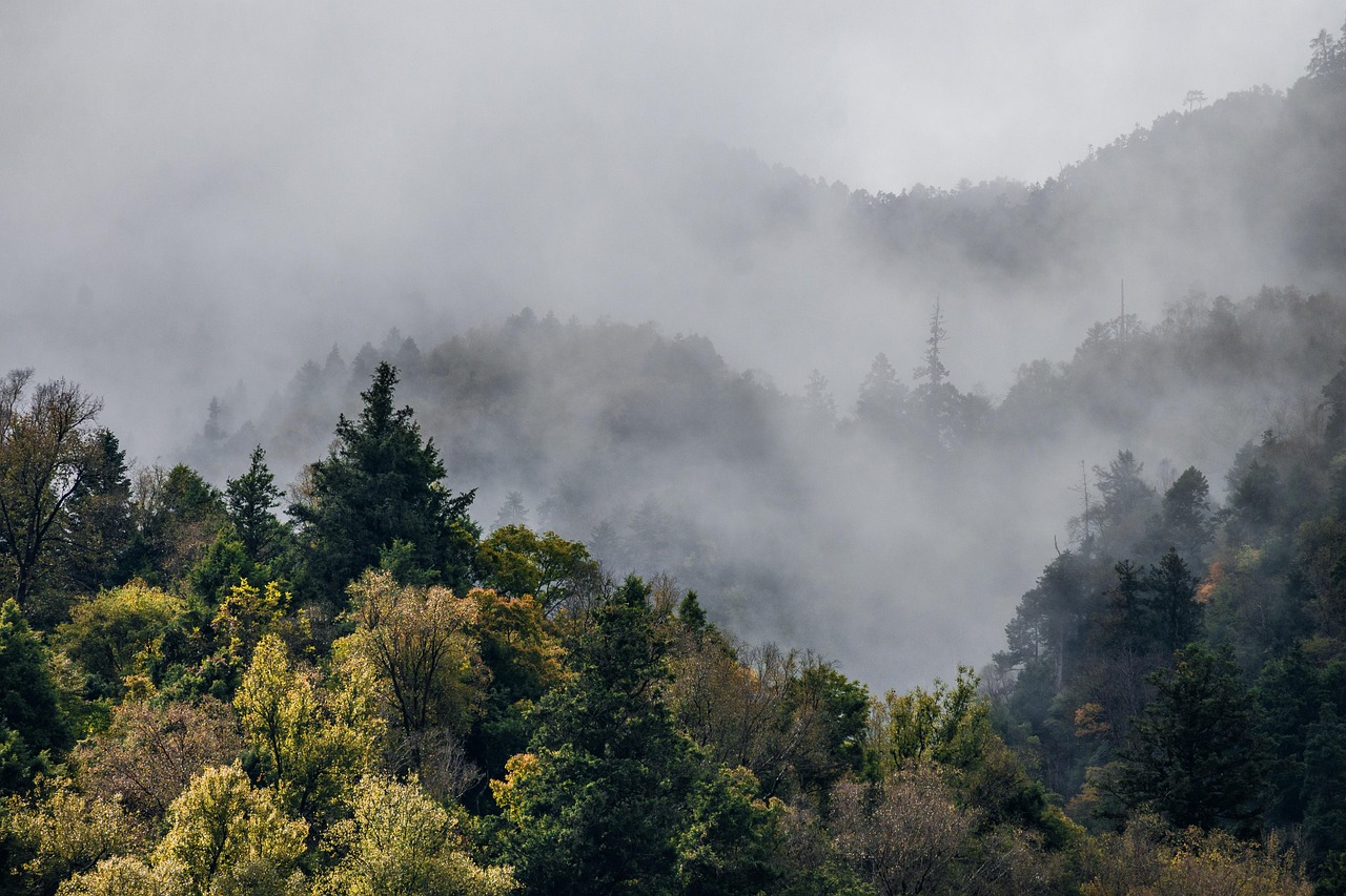 sea of clouds, forest, fog, alpine forest, nature