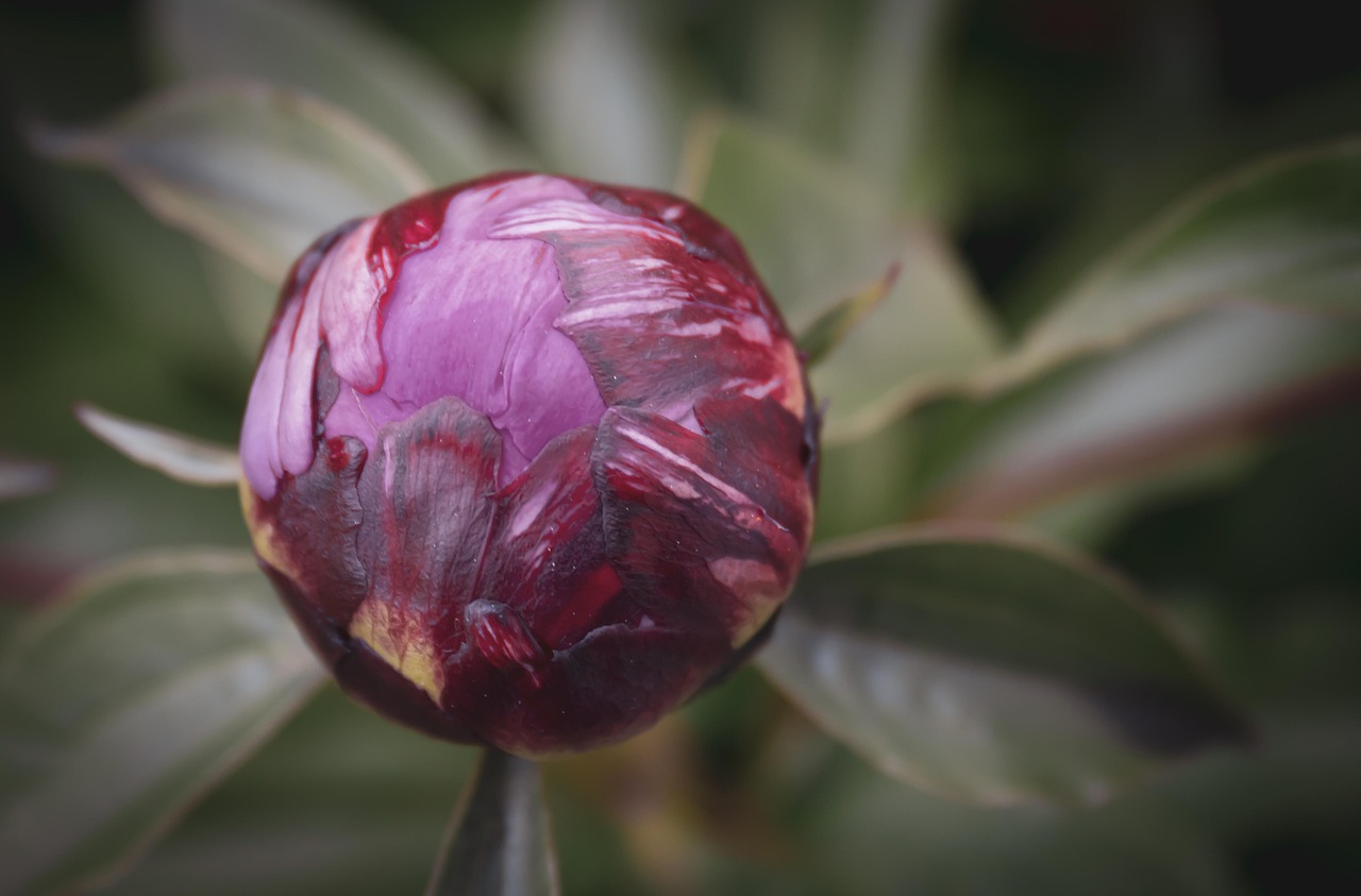 peony, beautiful flowers, bud, blossom, flower background, bloom, flower, garden, flora, plant, summer, ornamental plant, flower wallpaper, nature, seasonal