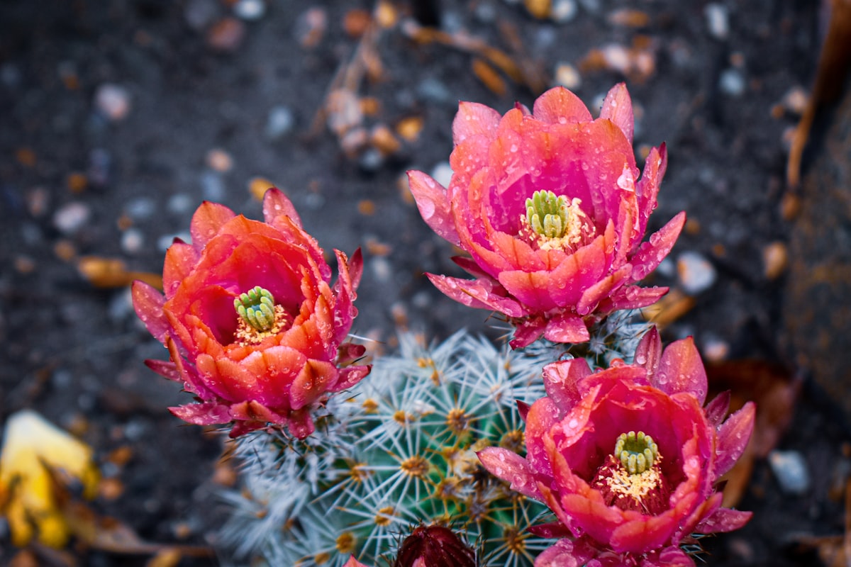 a group of red flowers sitting on top of a green cactus