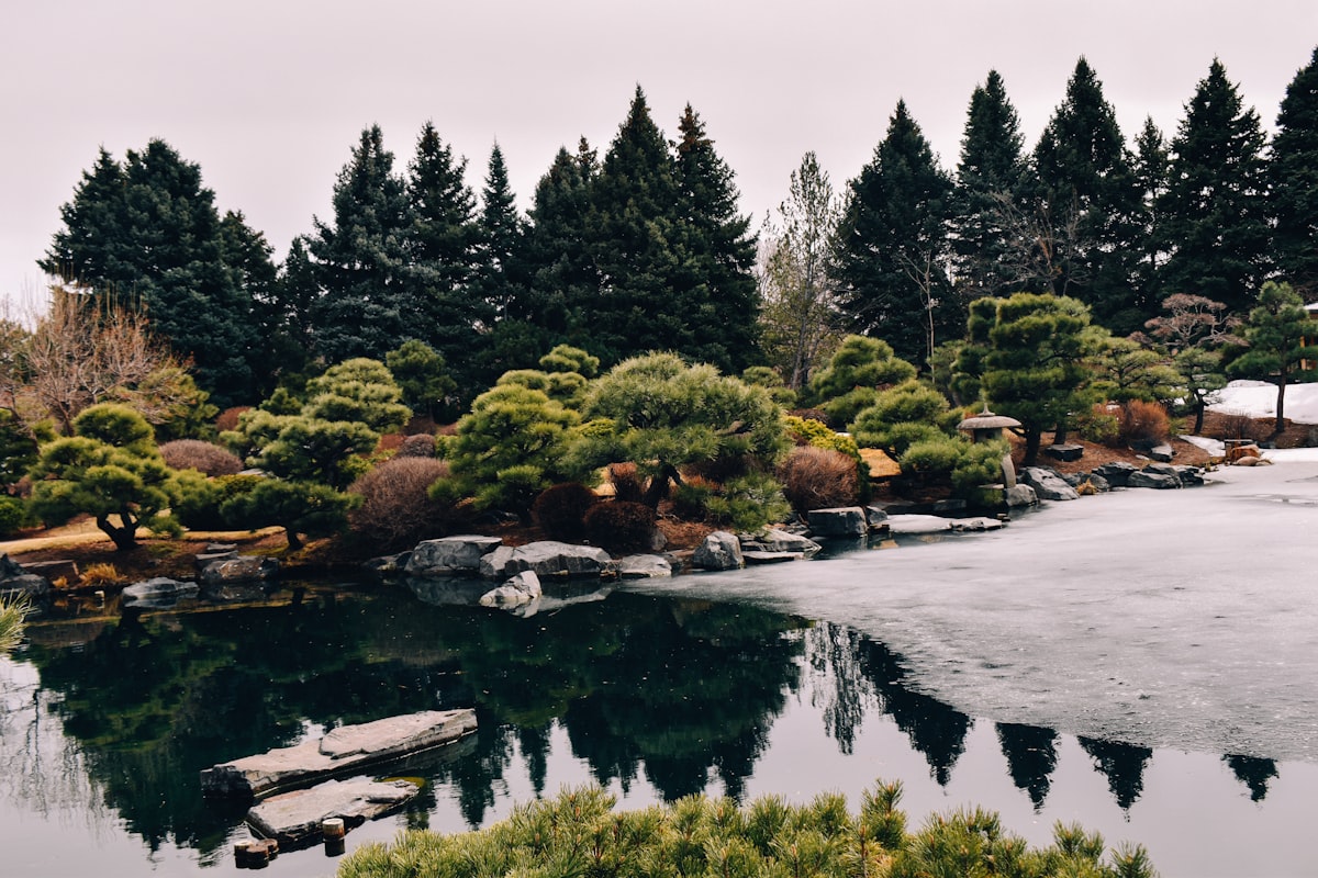 a pond surrounded by trees and rocks