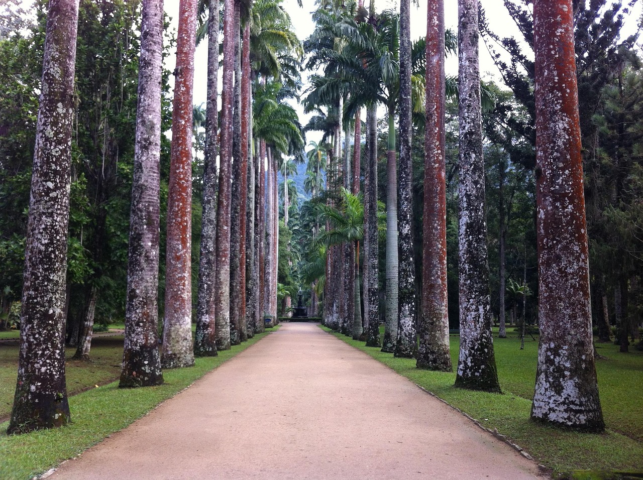 trees, botanical garden, nature, forest, tree, rio de janeiro, botanical garden, botanical garden, rio de janeiro, rio de janeiro, rio de janeiro, rio de janeiro, rio de janeiro