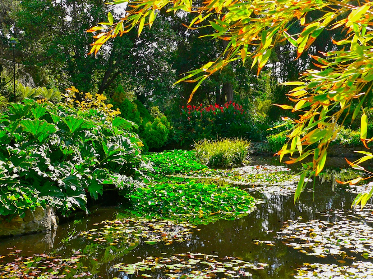 a pond filled with lots of water lilies