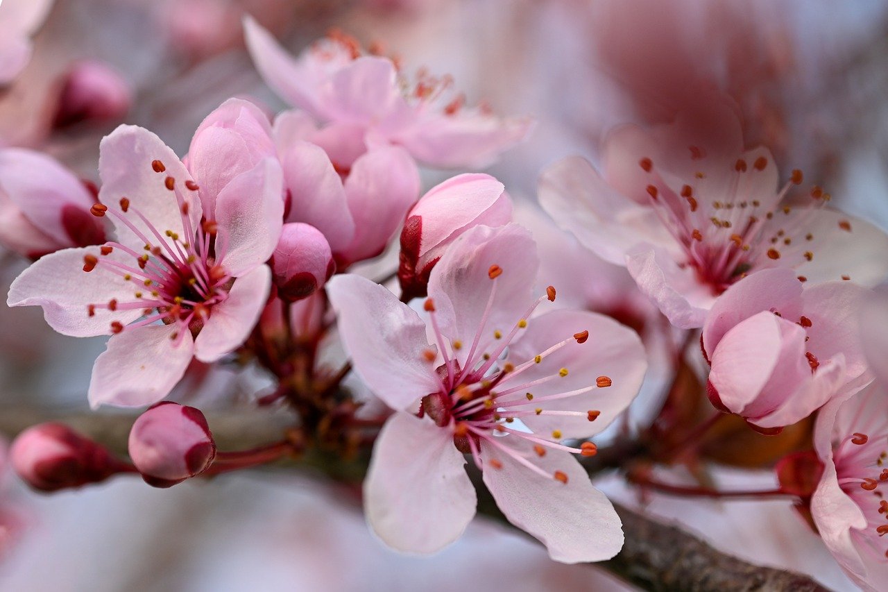 spring, bloom, nature, fruit tree, blood plum, pink, petals