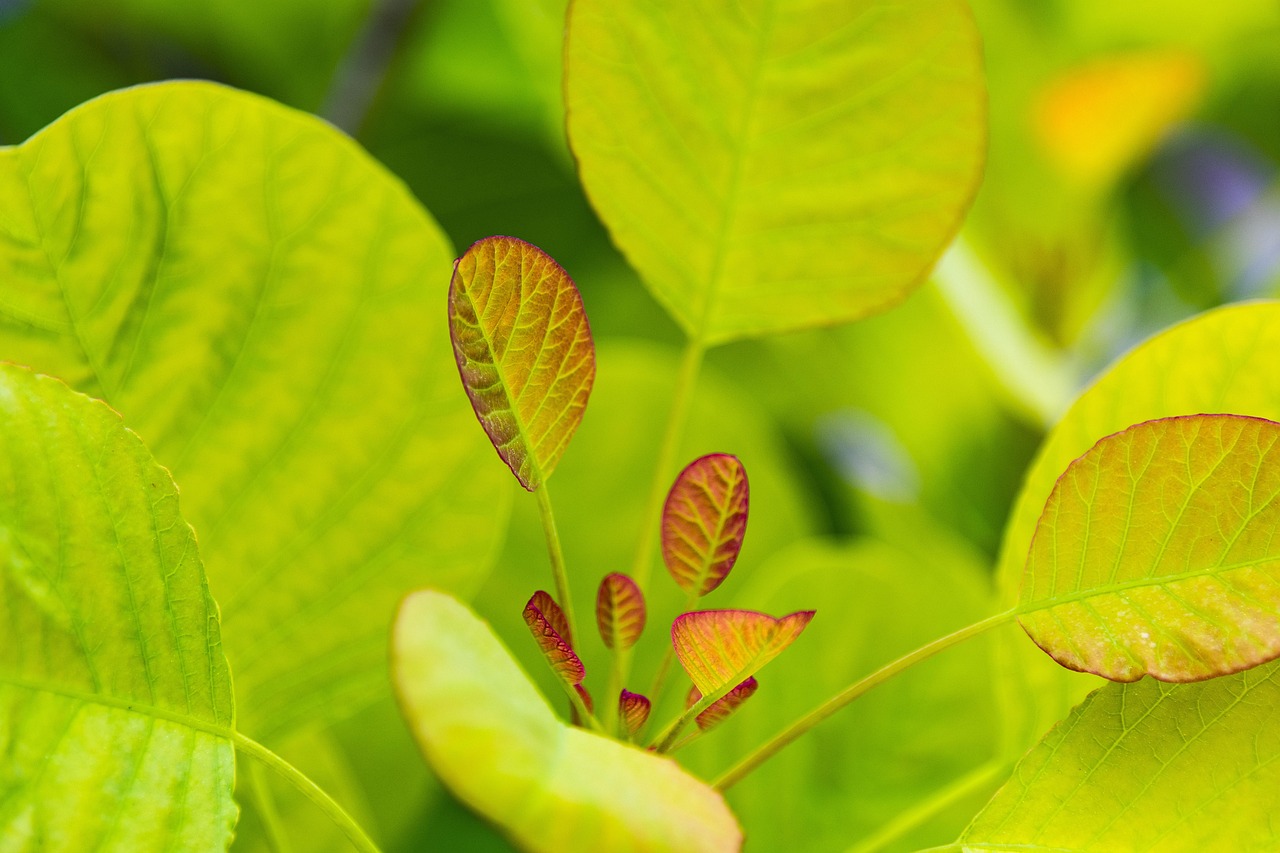 plant, leaves, green, growth, garden, nature, plant, plant, plant, plant, plant