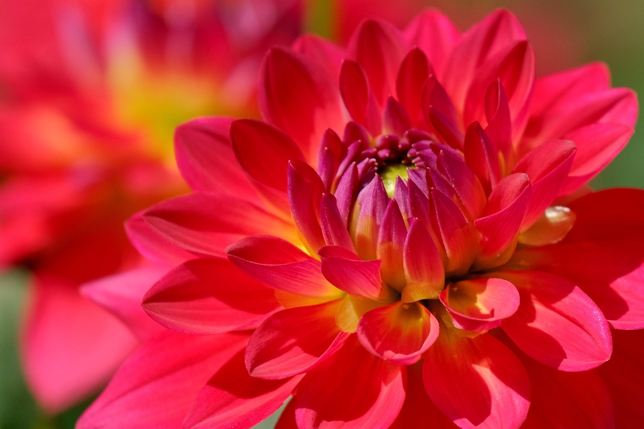 dahlia, cool backgrounds, flower background, beautiful flowers, full hd wallpaper, red, flower wallpaper, flower, free background, desktop backgrounds, 4k wallpaper, floral background, background, laptop wallpaper, hd wallpaper, 4k wallpaper 1920x1080, wallpaper hd, free wallpaper, wallpaper 4k, plant, macro, mac wallpaper, nature, close up, beautiful wallpaper, windows wallpaper, flora