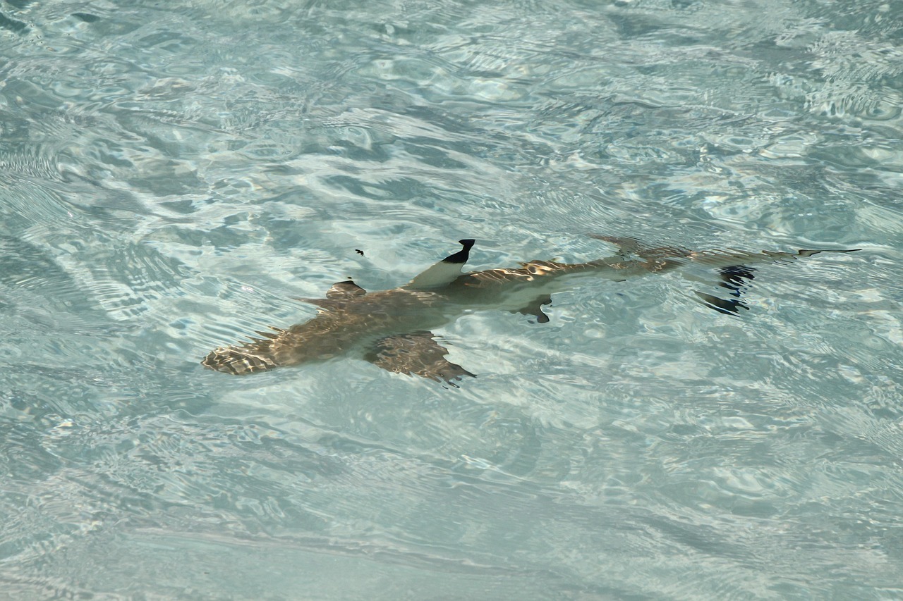 maldives, beach, water, sea, nature, shark