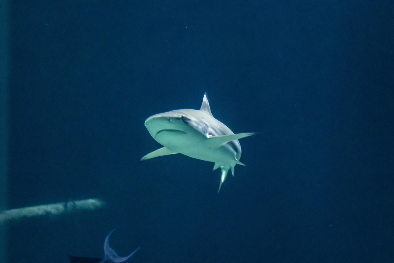 ocean, fish, nature, predatory fish, shark