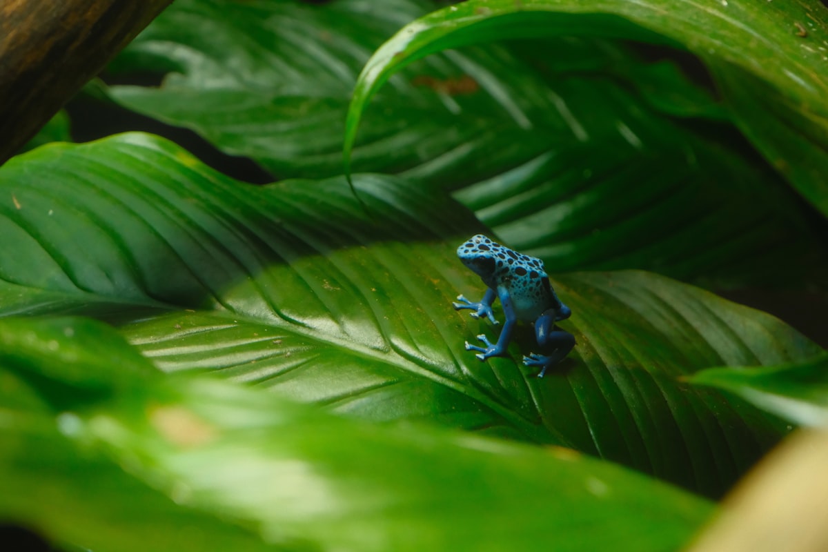 A small blue frog sits on a large green leaf.