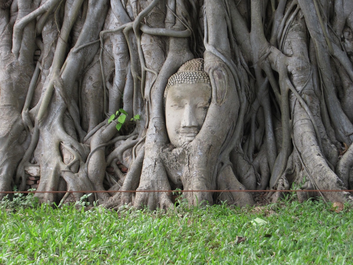 A buddha head in the middle of a tree