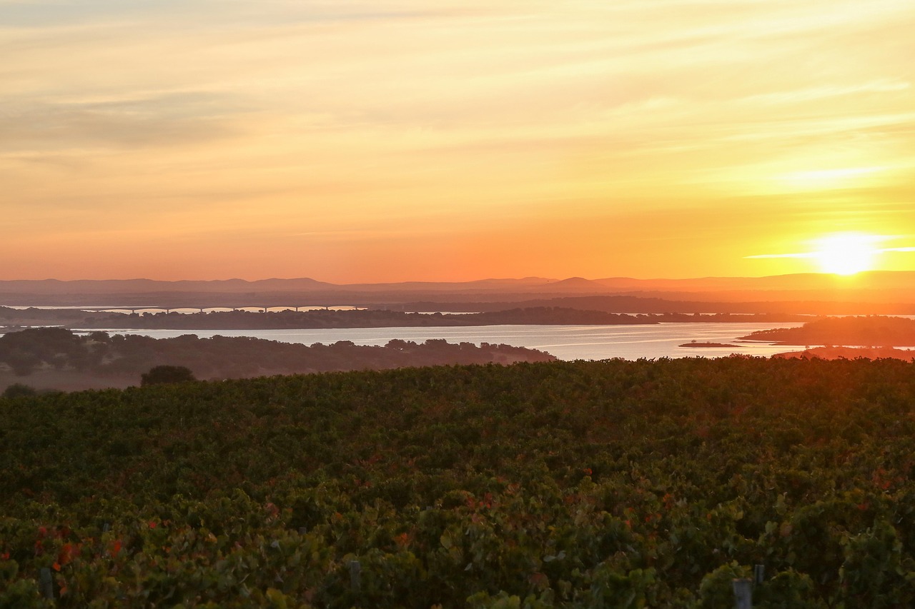 vineyards, lake, alentejo, reguengos, nature, wine, sunrise