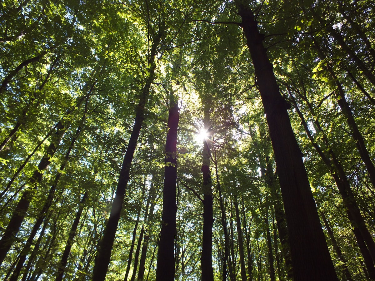 The sun is shining through the trees in the forest