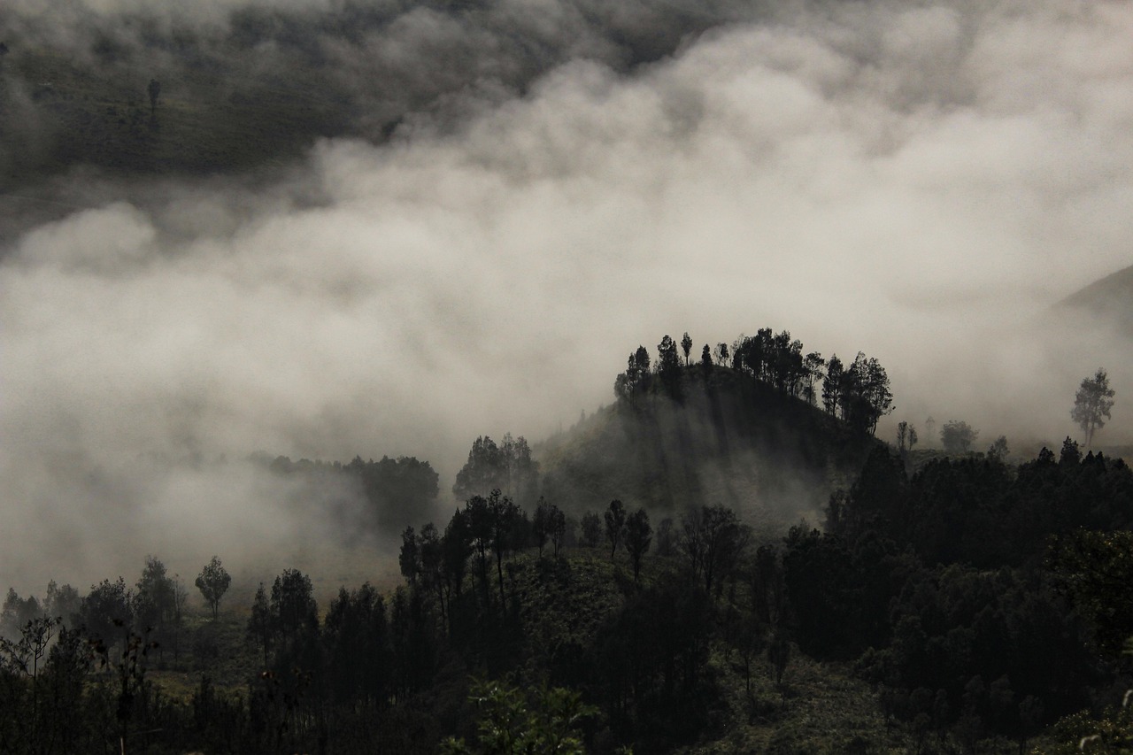 foggy, tree, landscape, fog, nature, autumn, season, mist, weather, foliage, forest, light, wood, indonesia, park, national, nobody, travel, black, asia, tropical, jungle, garden, java, bromo, foggy, indonesia, indonesia, indonesia, indonesia, jungle, jungle, jungle, jungle, jungle, java, bromo, bromo, bromo, bromo, bromo