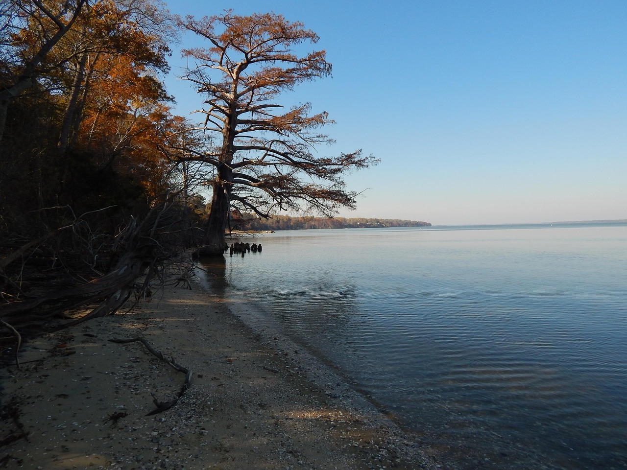 chipokes state park, river, tree, blue, landscape, nature, sky, water, scenery, blue sky, park