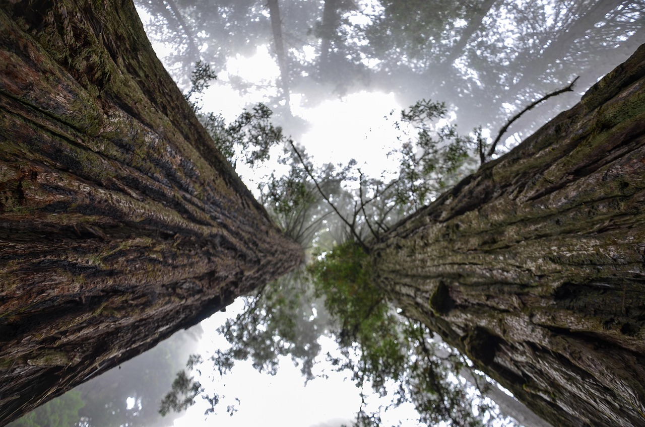 usa, america, california, sequoias, lady bird johnson grove, redwood national park, nature, forest, redwood, foggy, high, gigantic, redwood, redwood, redwood, redwood, redwood